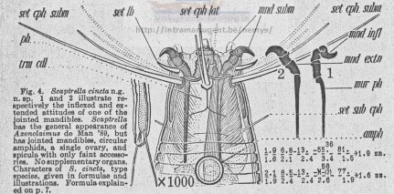 Представитель Семейства Scaptrellidae